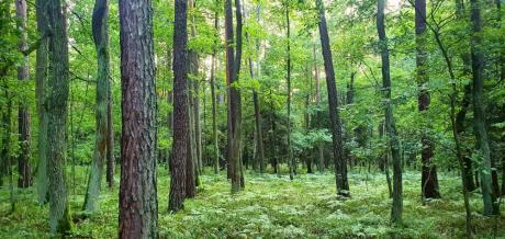 Ogłoszenie o nabywaniu lasów lub gruntów przeznaczonych do zalesienia